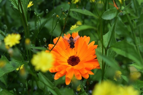 Hoverfly on calendula